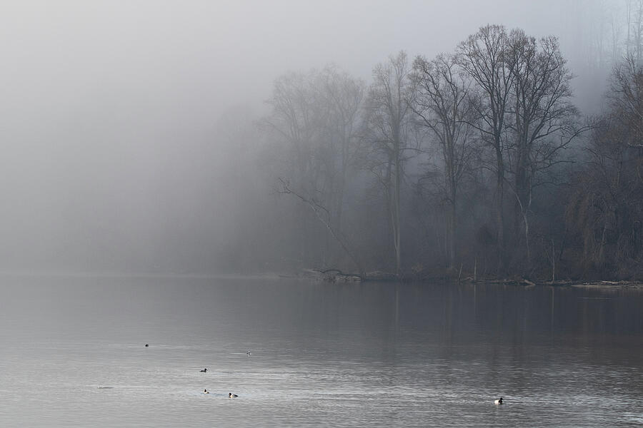 Animal Photograph - Foggy Duck Pond by Candice Lowther