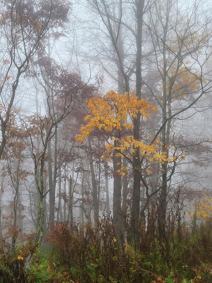 Foggy Fall Photograph by Ally White