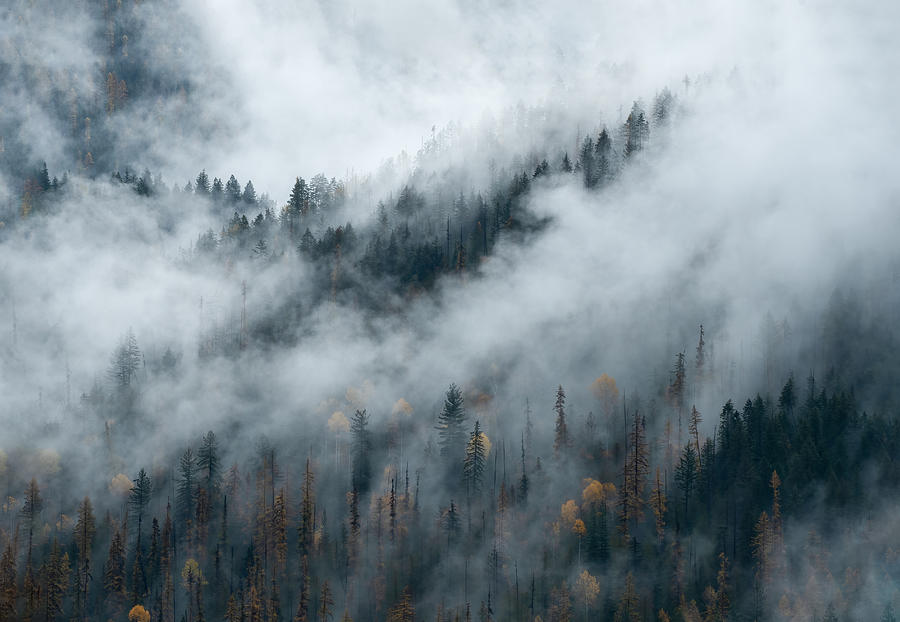Foggy Fall Forest Photograph by Joy McAdams
