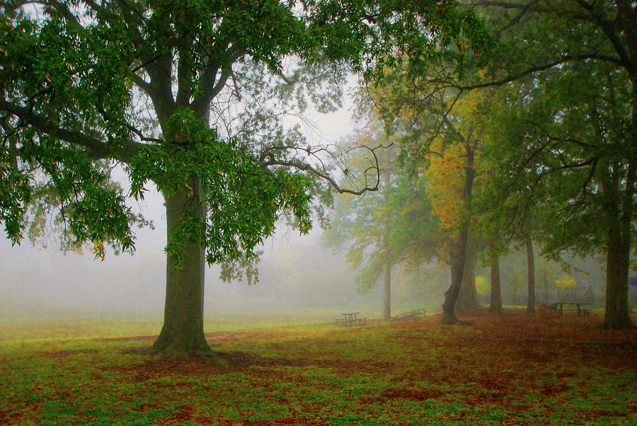 Foggy fall morning, Quincey Park, Arlington, VA Photograph by Bill Jonscher