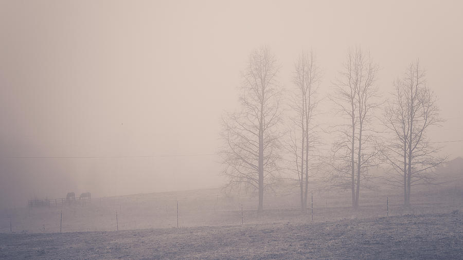 Foggy Farm Treeline Photograph by Joni Eskridge