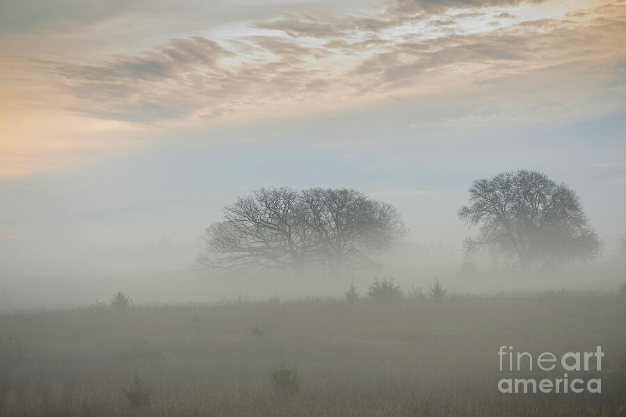 Winter Photograph - Foggy Field by Sari ONeal