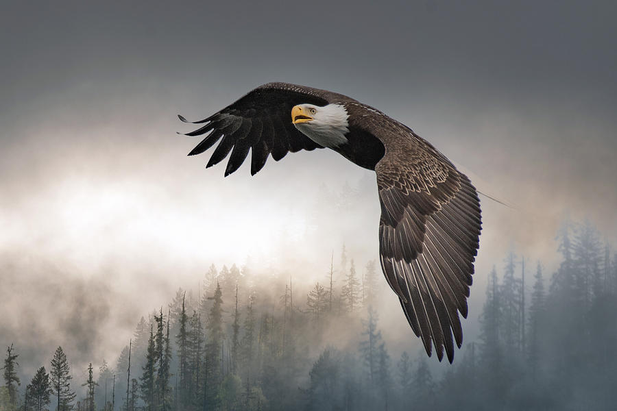 Foggy Flight- Eagle Photograph