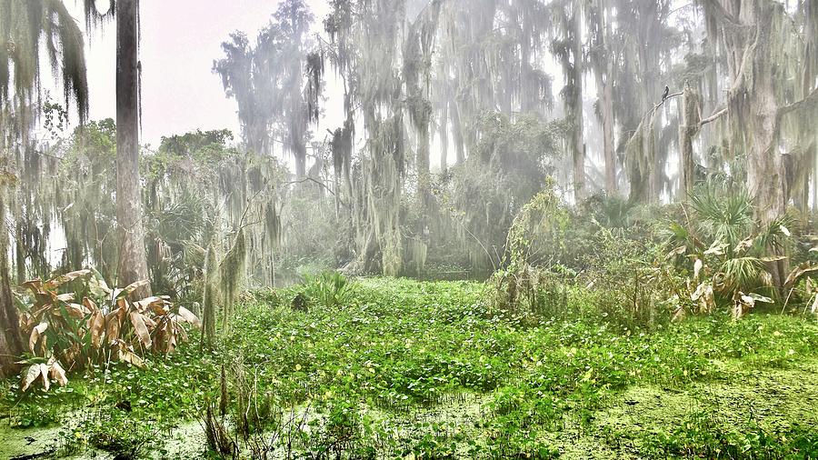Foggy Florida Foliage Photograph by Carol Bradley