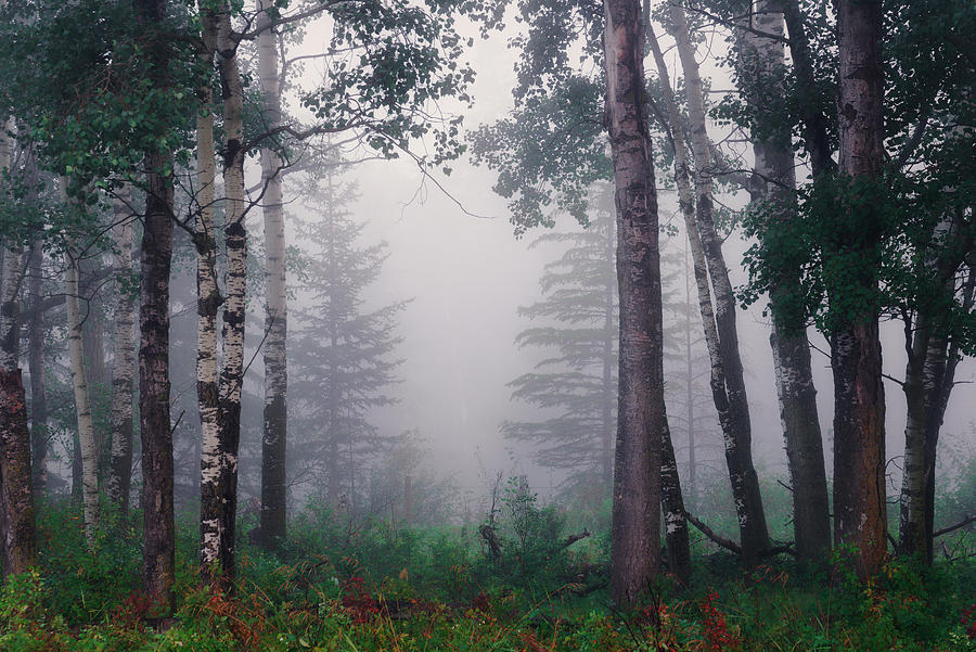 Foggy Forest Photograph by Dan Jurak