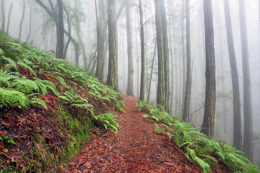 Foggy Forest Fantasy Photograph by Gary Geddes