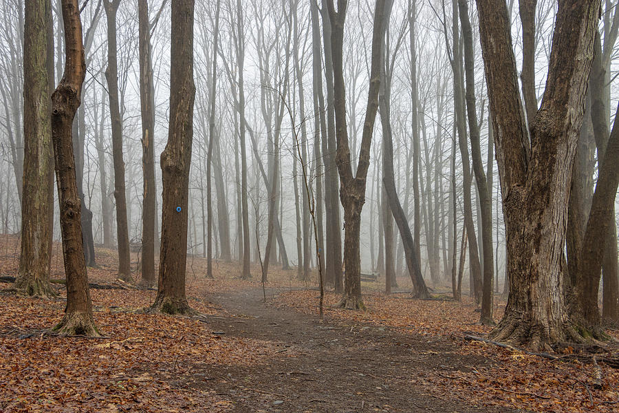 Foggy Forest in March Photograph by Jeff Severson