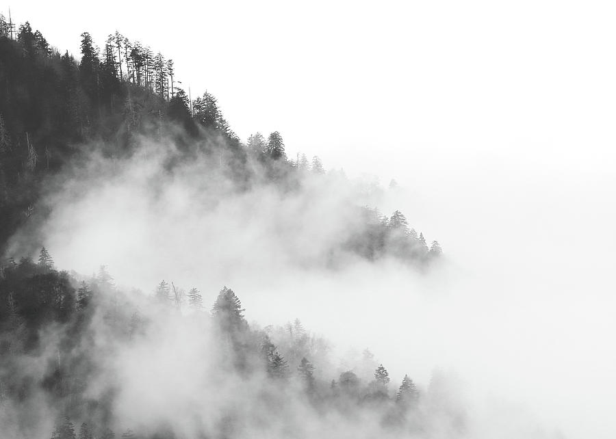Foggy Forest In The Smokies Photograph by Dan Sproul