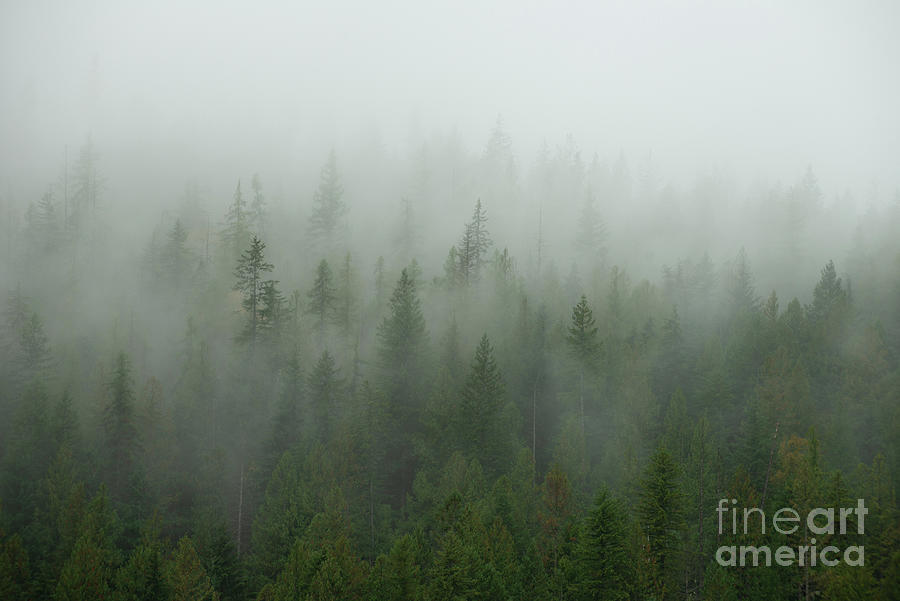 Forest Photograph - Foggy Forest by Jennylynn Fields