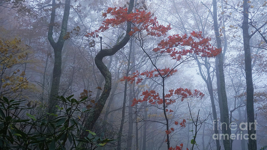 Foggy Forest Photograph by Jonathan Welch
