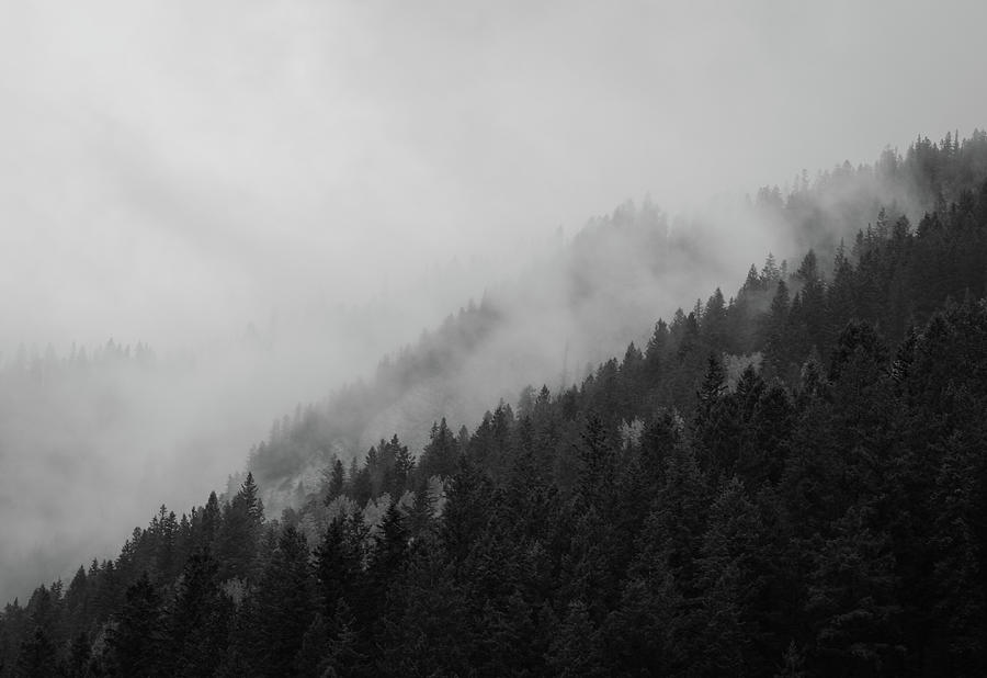 Foggy Forest Landscape Monochrome Photograph