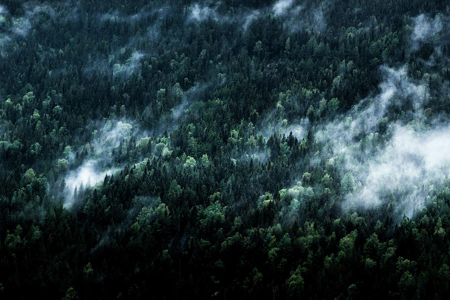 Tree Photograph - Foggy Forest Mountain by Nicklas Gustafsson