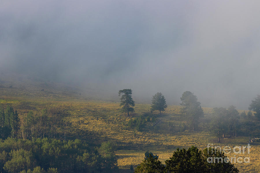 Foggy Forest on Grouse Mountain Photograph by Steven Krull