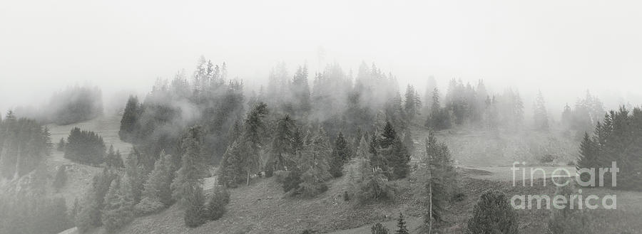 Foggy Forest Panorama Photograph by Thomas Nay