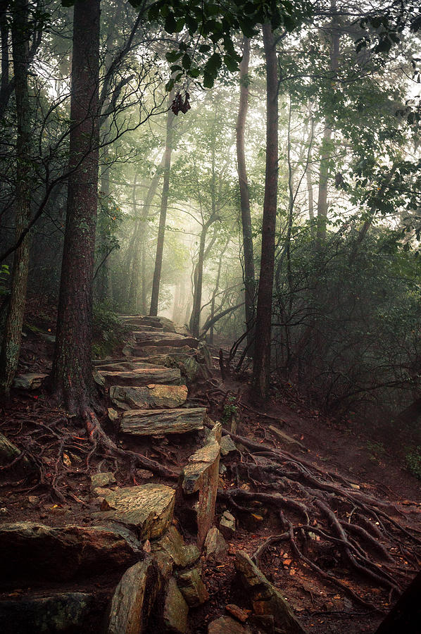 Foggy Forest Path Photograph by Derek Winters | Fine Art America