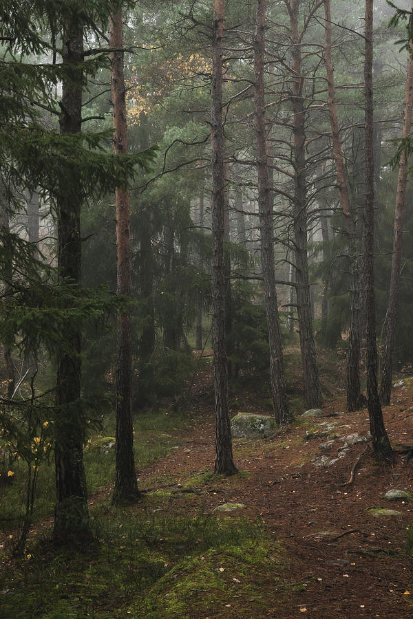 Fall Photograph - Foggy Forest Path by Nicklas Gustafsson