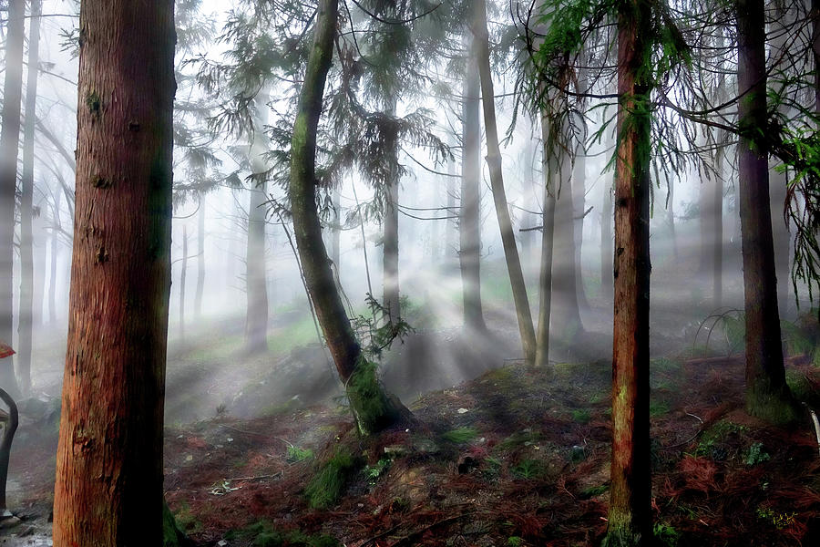 Foggy Forest Photograph by Rick Lawler