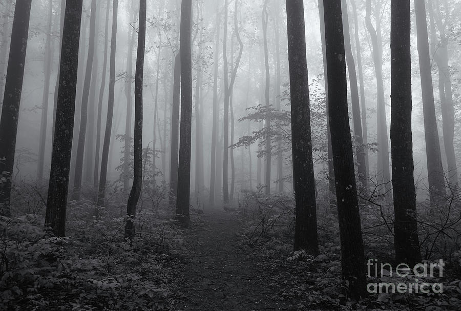 Foggy Forest Silhouette Photograph By Jane Tomlin