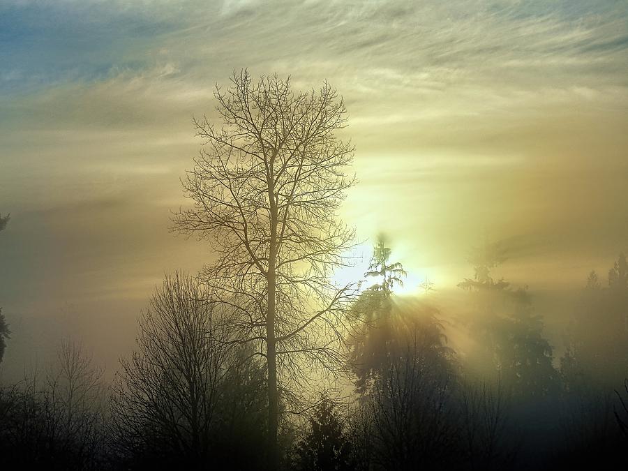 Foggy Forest Sunrise Photograph by Ian McAdie