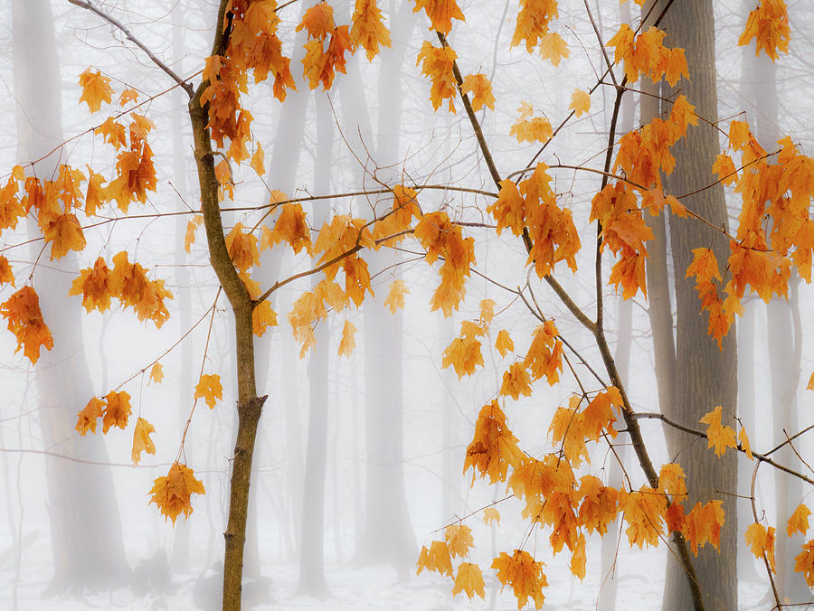 Nature Photograph - Foggy Forest by Todd Bannor