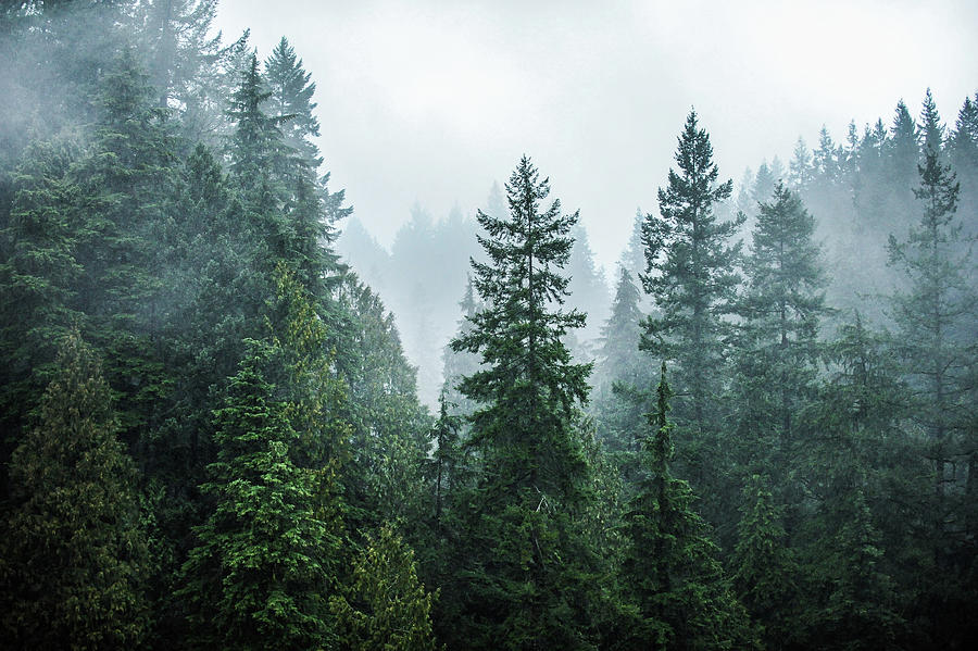 foggy forest