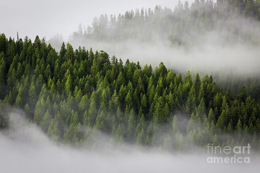 Foggy Forest  Photograph by Vincent Bonafede