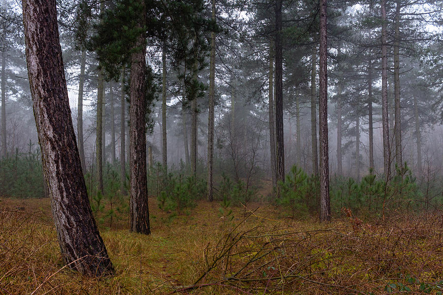 Foggy Forest Photograph by William Mevissen