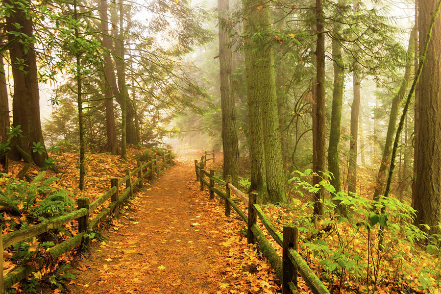 Foggy Forested Path Photograph by Aashish Vaidya