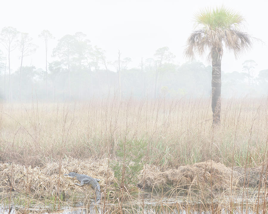 Foggy Gator and Tree Photograph by Bill Chambers