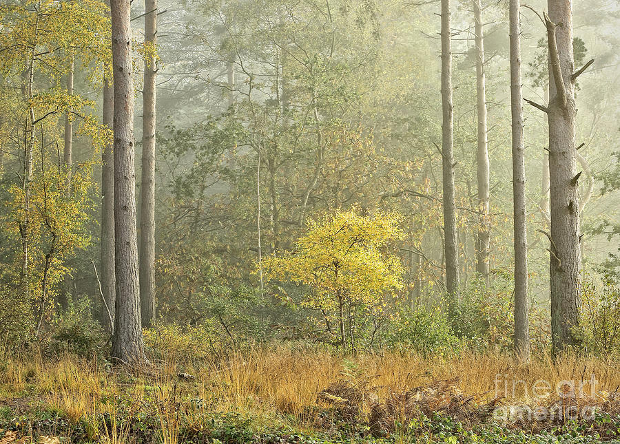 Foggy Golden Autumn Wonderland Woodland With A Charming Single Tree Norfolk Uk Photograph by Tatiana Bogracheva