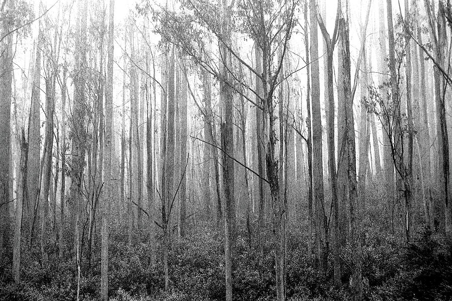 Foggy Gum Trees Photograph by Jerry Griffin
