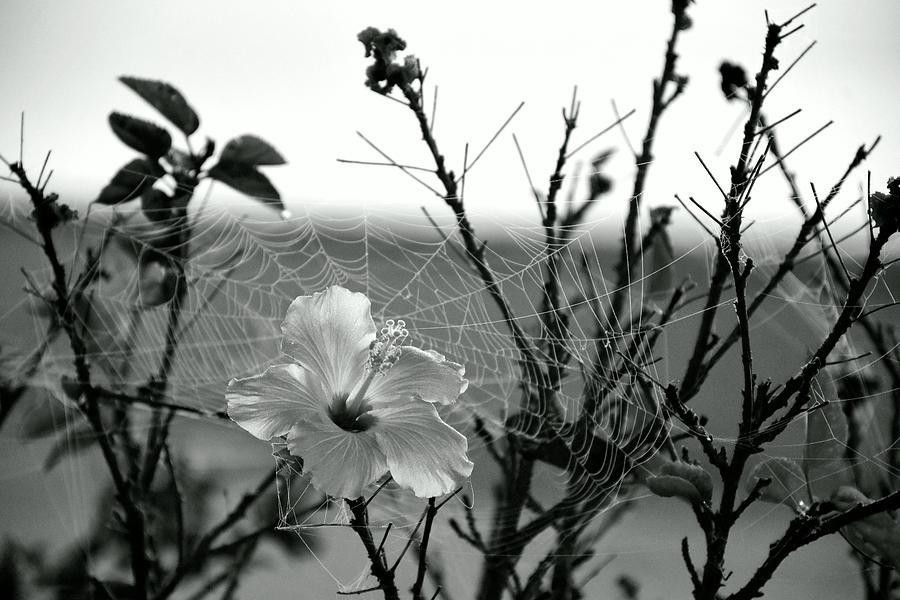 Foggy Hibiscus Flower Black And White Photograph by Christopher Mercer