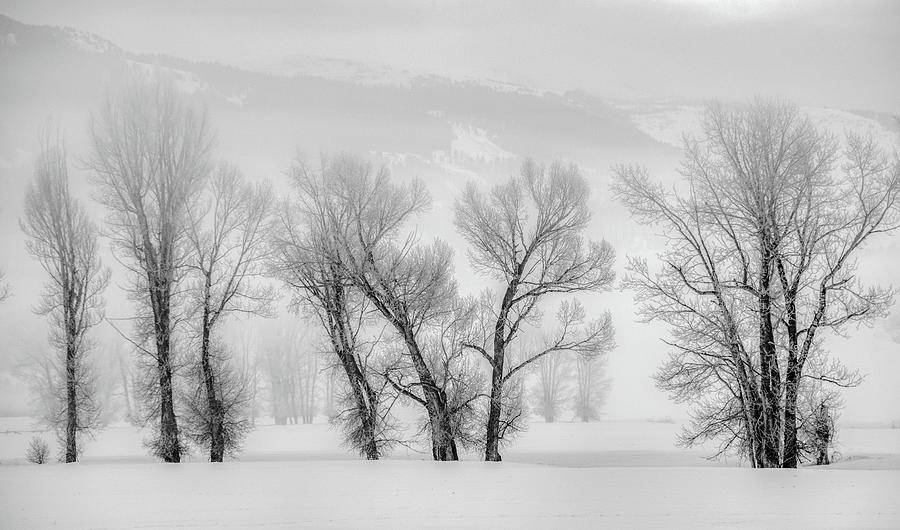 Foggy January Day in Grand Teton National Park Photograph by Marcy Wielfaert