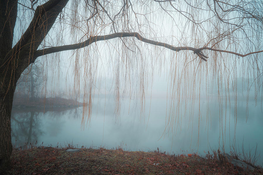 Foggy Lake Muhlenberg Under a Weeping Willow Photograph by Jason Fink