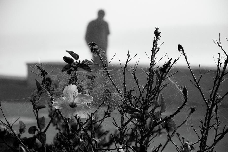 Foggy Lake Toho Hibiscus Bloom Black And White  Photograph by Christopher Mercer