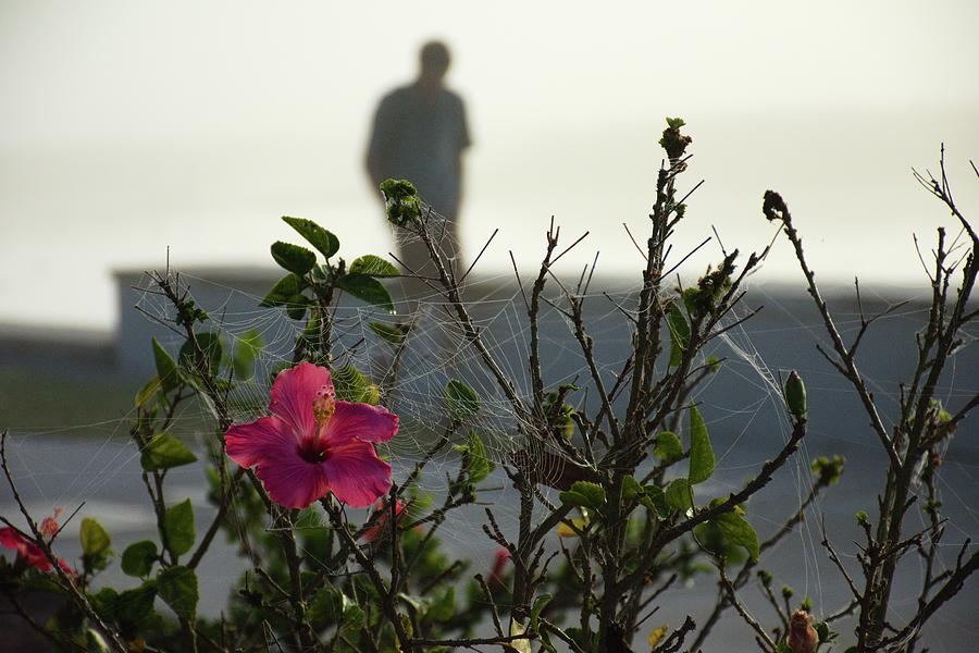 Foggy Lake Toho Hibiscus Bloom  Photograph by Christopher Mercer