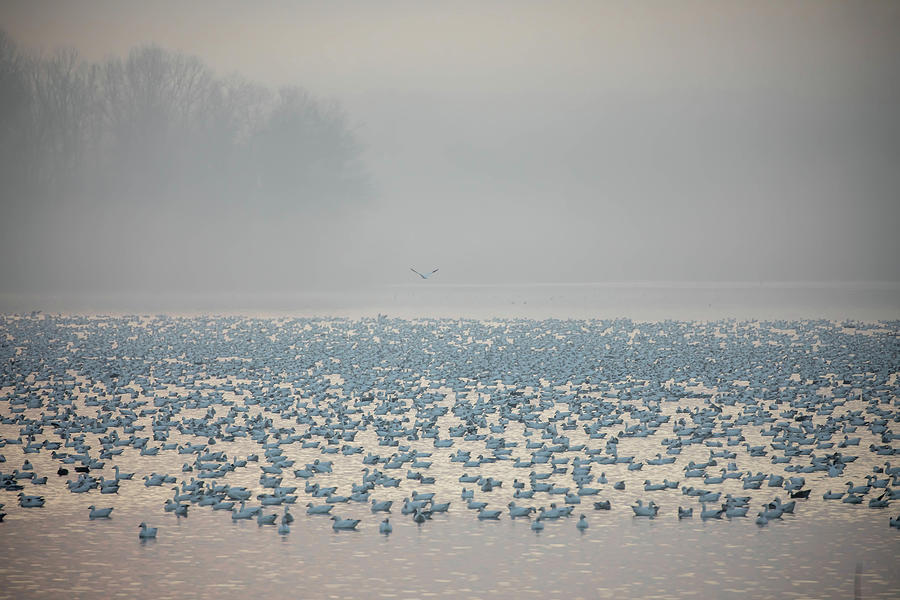 Foggy Lake With Snow Geese Photograph