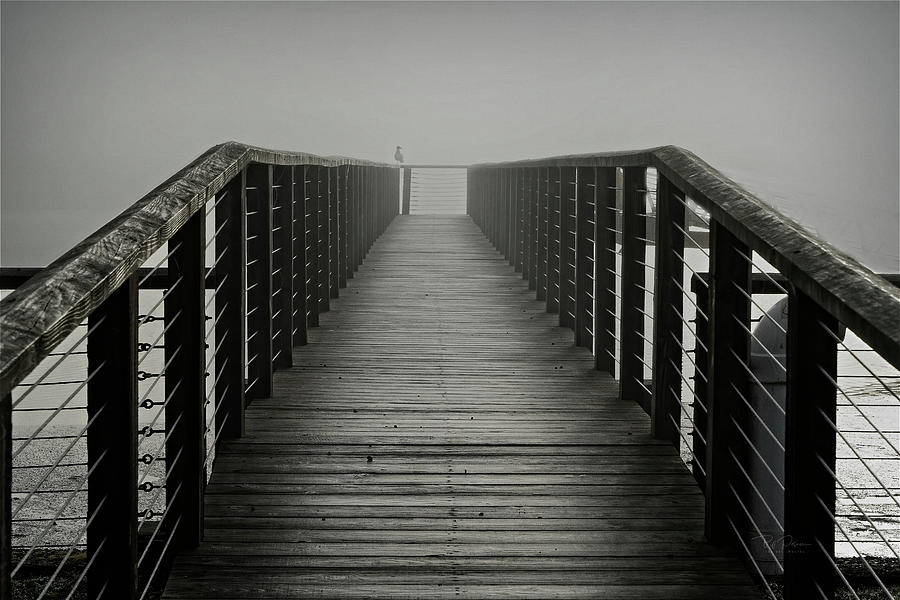 Foggy Lines Photograph by Bill Posner