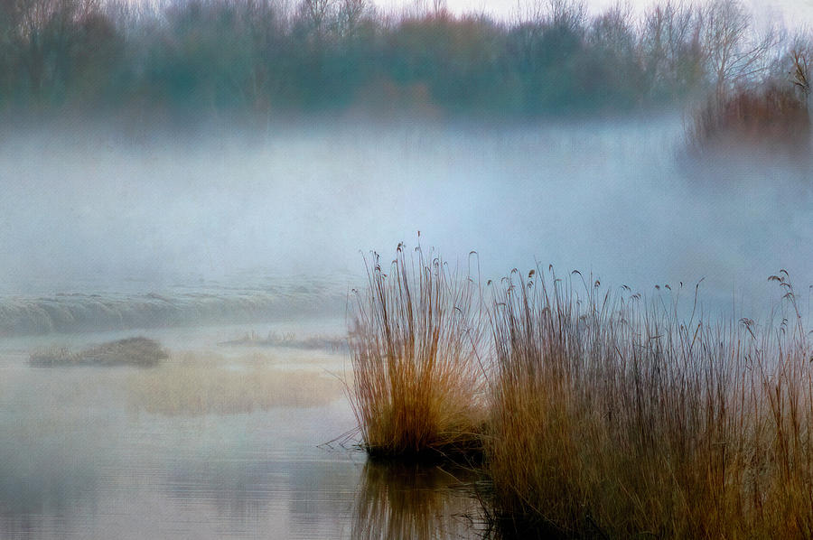 Foggy Marsh Digital Art by Terry Davis