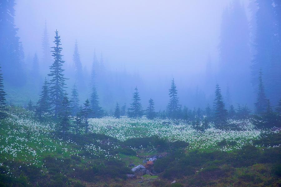 Foggy Meadow 2 Photograph by Lynn Hopwood