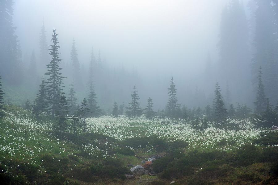 Foggy meadow Photograph by Lynn Hopwood