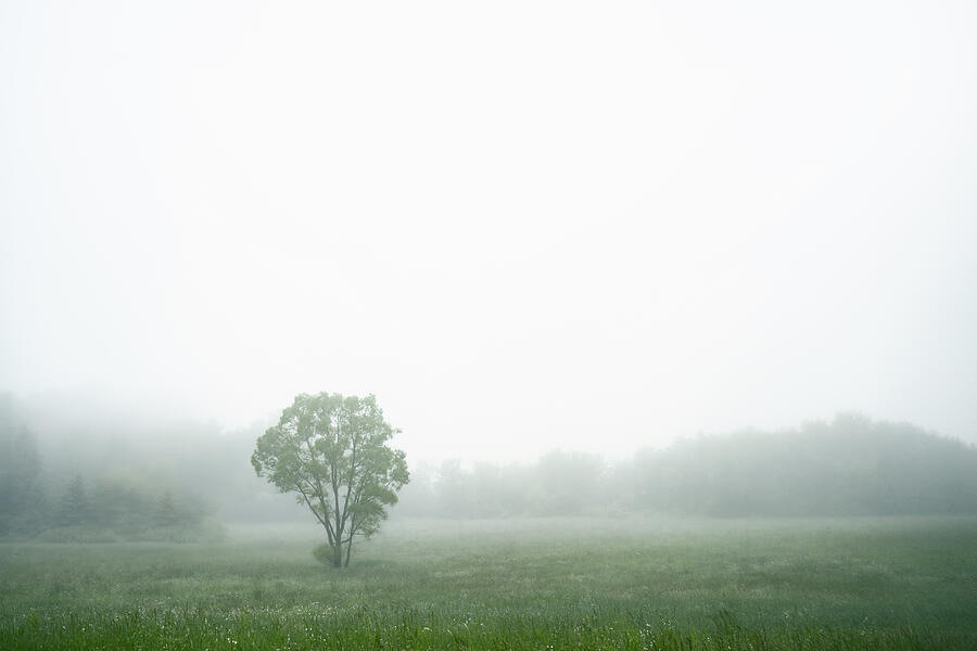 Foggy Meadow Photograph