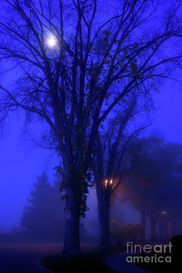 Foggy Morning 1 Photograph by Terry Elniski