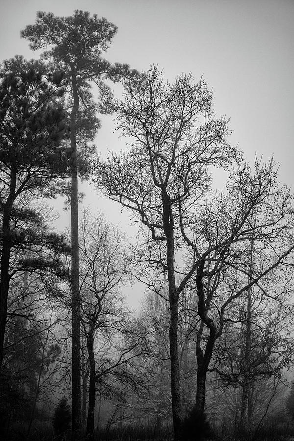 Foggy Morning Among the Trees Photograph by Karen Harrison Brown