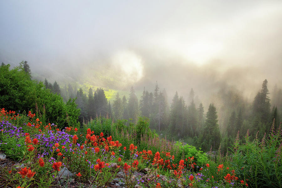 Foggy Morning around Mount Rainier Photograph by Alex Mironyuk