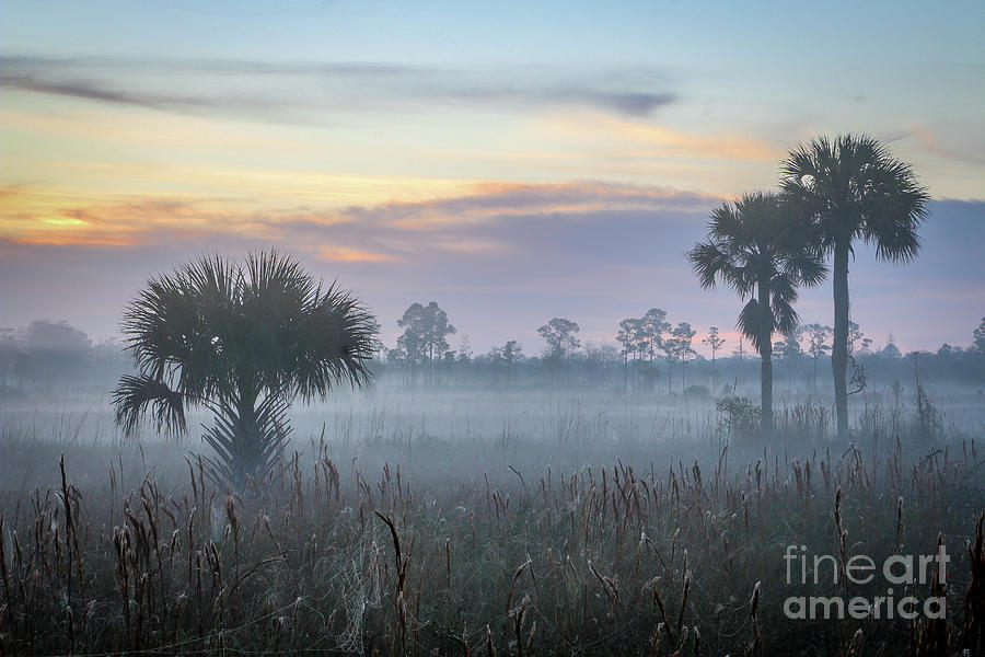 Foggy Morning at Pine Glades Photograph by Tom Claud