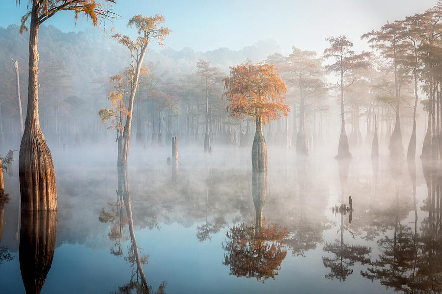 Foggy Morning at the Cypress Lake - 7 Photograph by Alex Mironyuk