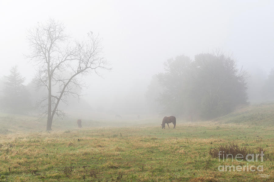 Foggy Morning At The Horse Farm Photograph by Jennifer White