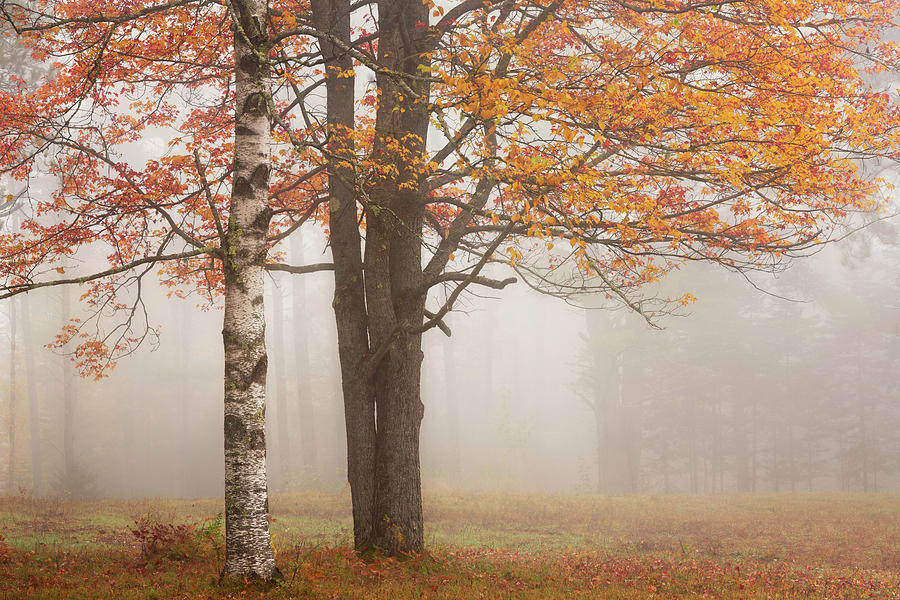 Foggy Morning Photograph by Darylann Leonard Photography