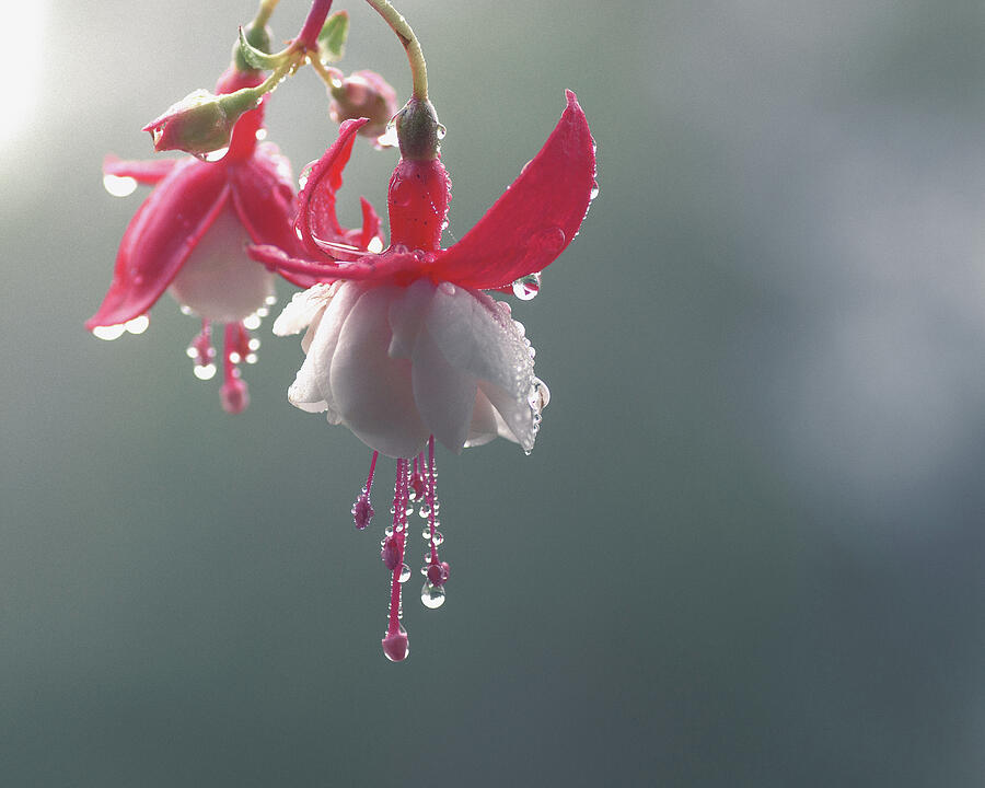 Foggy Morning Fuchsia Photograph by Sue Capuano